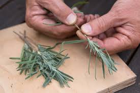 Image result for lavender cuttings