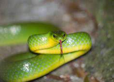 17 Smooth And Rough Green Snakes Ideas Green Snake Green Snake
