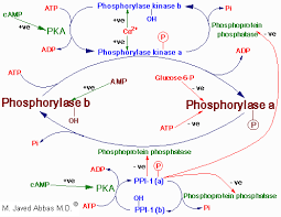 There are four main steps in glycogen synthesis. Javed S Notes Of Biochemistry