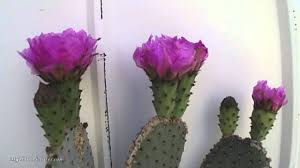 Many cacti don't show any symptoms of poor care for long periods. Beavertail Cactus Blooming Time Lapse Youtube