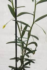 Image result for Talinum tenuissimum