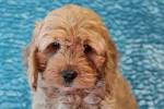 Pets for Sale and Adoption Oodle Marketplace