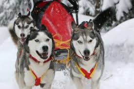 Vous, ce que vous adorez, c'est la nature et les grands espaces. Metier Animalier Le Musher Un Metier Avec Passion Canine Sport Et Nature