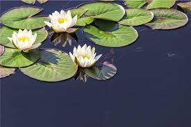Check spelling or type a new query. Lotus Realistic In Pond Floral Rug Tenstickers