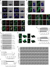In plant cell cytokinesis takes place by cell plate formation whereas in animal cell it takes place by a construction in the sides which deepens in. Cytokinesis Involves A Nontranscriptional Function Of The Hippo Pathway Effector Yap Science Signaling
