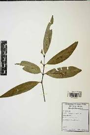 Image result for Elaeodendron matabelicum
