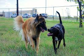 What is the mission of pet paradise tx? Home Pet Paradise Tx