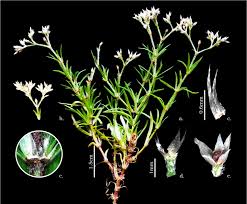 Image result for Polycarpaea