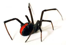 10 Most Dangerous Spiders In The World Spider Control Dangerous Spiders Redback Spider