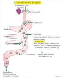 Chlorine in swimming pools will not necessarily kill giardia. Giardia Lamblia Life Cycle And Diagnosis Labpedia Net