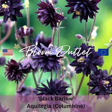 Image result for Aquilegia pompom mix