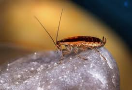 Cockroaches, particularly american cockroaches, are often referred to as water bugs by those that spot them. Bugs That Look Like Roaches Bug Identification Guide How I Get Rid Of