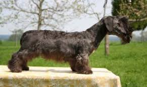 Image result for ČESKÝ TERIÉR