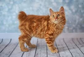 Find maine coon ads in our cats & kittens category. 7 Best Cat Breeds In India