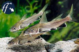 Das gebäude muss eine ausreichende statik aufweisen, um das gewicht des aquariums tragen zu können. Franky Karfreitag Der Kreuzwels Oder Minihai Aqualog De