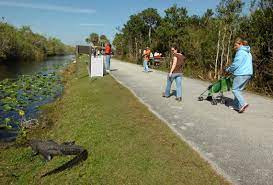 Bicycle rentals for use on the everglades bike trail at shark valley begin at 8:30 am and continue until 4 pm. Everglades Park Expands Shark Valley Access Activities Miami Herald