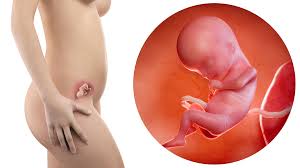 Doch was ist schwangerschaftsübelkeit eigentlich, ab wann geht sie los und vor allem bis wann dauert die schwangerschaftsübelkeit an? 15 Schwangerschafts Woche 15 Ssw Letsfamily