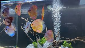 Centerpiece Fish Ideas For 75 Gallon : R/Aquariums