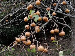 Browse 270 ornamental pear tree stock photos and images available, or start a new search to explore more stock photos and images. In Defense Of Bradford Pear Unconventional Stories From An Apple Farmer