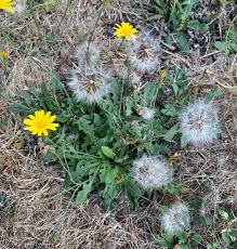 Image result for Hypochaeris