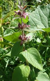 Image result for Stachys aculeolata