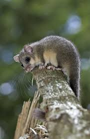 Image result for Glinus hirtus