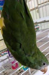 We did not find results for: Canary Wing Brotogeris Parrot Personality Avian Avenue Parrot Forum