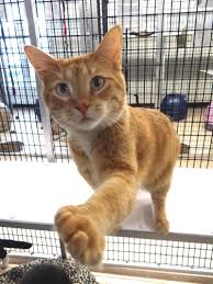 Declawing cats is an emotionally charged and hotly debated topic.both the american veterinary medical association and the academy of feline medicine stress that owners should be educated about both the procedure and its alternatives. Adopt Garfield Personal Assistant On Petfinder Cat Adoption Cats I Love Dogs