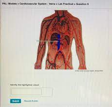 Solved Pal Models Cardiovascular System Veins Lab Chegg Com