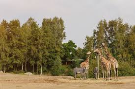 In de brabantse bossen ligt een prachtige wildernis verscholen waar spelen, avontuur en overnachten gevaarlijk dichtbij komt. Safaripark Beekse Bergen In Hilvarenbeek Nederland Zoover