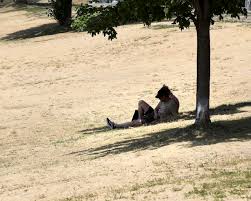 Maybe you would like to learn more about one of these? Heat Warning In Effect For Toronto And Southern Ontario The Star