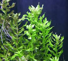 Image result for Limnophila