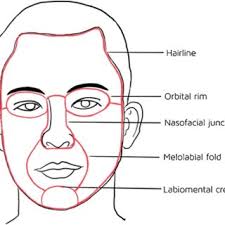 The face is divided into aesthetic units of the forehead, eyelids,...