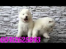 Samoyed Yavru 05412625853 Samoyed Hayvanlar Samoyed Yavrusu