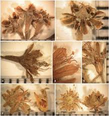 Image result for Homalium abdessammadii