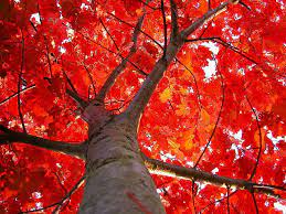Flaming Red Oak Fast Growing Shade Trees Red Oak Tree Shade Trees