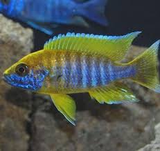 Image result for Tetracera masuiana