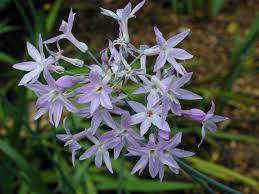 Image result for Tulbaghia fragrans