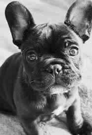 Young brindle french bulldog standing in a bicycle basket. Pin By Jen Bitt On Dog Lover Bulldog Puppies French Bulldog Puppies Brindle French Bulldog