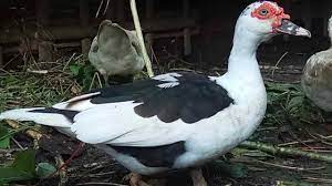 Maybe you would like to learn more about one of these? Ciri Dan Karakteristik Itik Serati Ilmu Peternakan