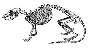 What Size Hole Can A Rat Get Through Pestology