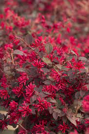 This new, compact loropetalum has the reddest blooms of all cultivars. Ever Red Fringe Flower