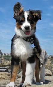 Check spelling or type a new query. Such A Cute Pet Dog Can T Refuse Anyone Page 24 Of 51 Sciliy Australian Shepherd Dogs Aussie Dogs Shepherd Puppies