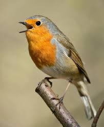 Wallpaper Hd Images Of Birds Of Paradise Singer Birds Hd Wallpapers Images Photos And Background Cute Birds Birds Birds Wallpaper Hd