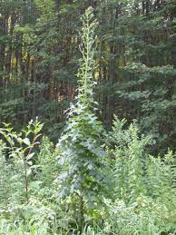 Image result for Lactuca ugandensis