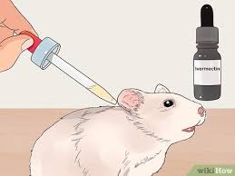 They treated him for sartopic mites and i give him antibiotics for a staph infection. 3 Ways To Treat A Hamster Losing Its Hair Wikihow Pet