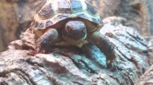 How Big Do Horsefield Tortoises Get In Size 2019 Answer