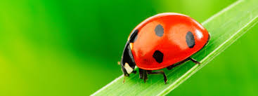 Ob aussäen und pflanzen, umgraben oder der richtige schnitt von pflanzen: Wie Insekten Den Garten Vor Schadlingen Schutzen
