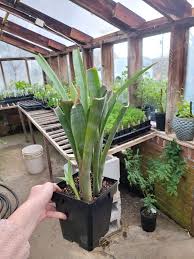 Image result for Walleria nutans