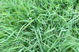 Image result for Digitaria bidactyla